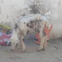 دو بره