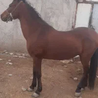 مادیان درهشور