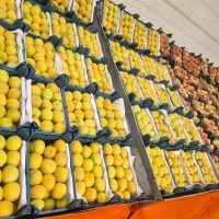 نیروی کار بلد میوه فروشی
