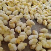 حراج جوجه گوشتی راس امل دونه ۵۰