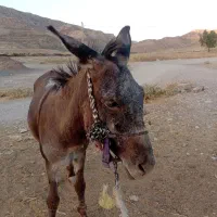 الاغ