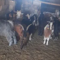 ۴۷‌راس‌کهره‌چاق