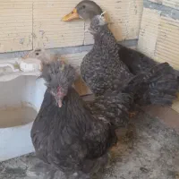 مرغ سلطان و اردک