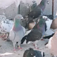 12تاکفتر سالم پروندنی