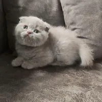 گربه اسکاتیش