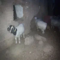 بز محلی برای داشت