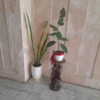 گل وگلدون سالم سالم بزرگ بازیر گلدونی باهم