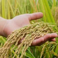 بذر شالی هاشمی برای کشت دوم