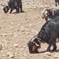 ۱۱رس بز روزگاری عروسک