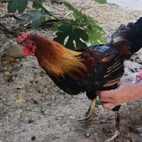 خروس ۹ ماهه