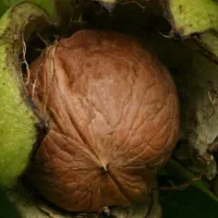 گردوی لرستان