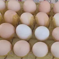تخم مرغ محلی دونه ای ۱۸