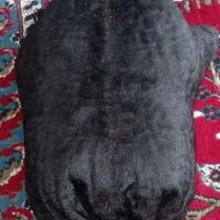 خیک درجه یک آماده روغن ۳کیلویی
