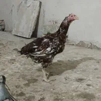 مرغ لاری مرغ گلپایگانی