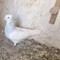 کبوترطوقی ابی