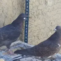 کبوتر|پرنده|اصفهان, جنیران (لادان)|دیوار