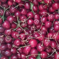 فروش آلبالو و گیلاس درجه یک مارکده