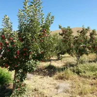 ۴قعطه۲۵۰درختان۷ساله جوازساخت گرمابسرد دماوند