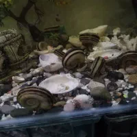 حلزون کلمبیایی و رامشورن  معاوضه با ماهی گیاه خوار