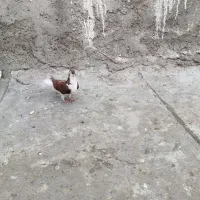 کفتر شهری سرخ دوتا ماده یه نرطوق سرخ نر