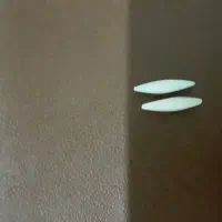 برد