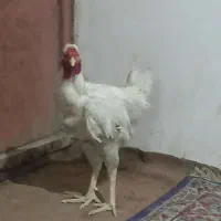 خروس