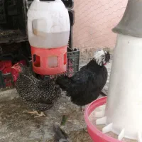 تخم نطفه دار برهما. لهستانی. گلین. طاووس. امروک