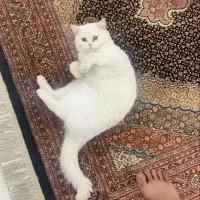گربه ماده ودوتوله هاش