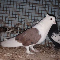کبوتر