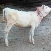 گوساله سیمینتال ماده جنس بالا شیری ۴ماهه از گاو