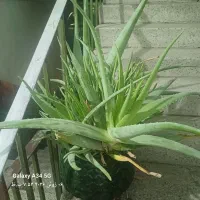 گل الوئورا