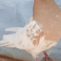 کله زرد عطیقه