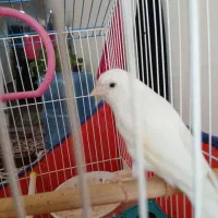 قناری ماده سفید