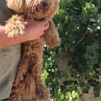 پودل رد نر تربیت شده