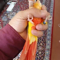 ردچیک و گرینچیک و برزیلی رنگ خاص