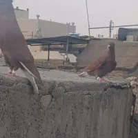 کبوتر سینه سار