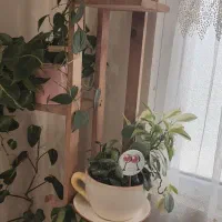 استند چوبی گل