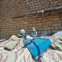 کبوتر یا کفتر طوقی نر سوسنی و ماده سبز