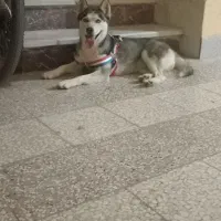سگ هاسکی باحال