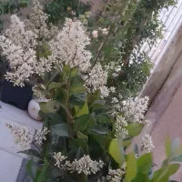 گل های زیبا