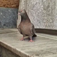 یه جفت کبوتر آس