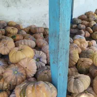 فروش عمده و جزئ انواع کدو انجیری.
