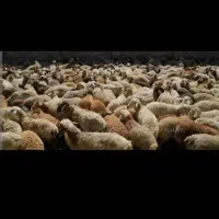 10راس گوسفند وبره ‌۲راس شک ورن