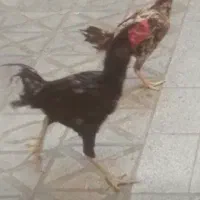 مرغ و خروس لاری اصل