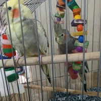 عروس هلندی رام