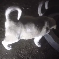 توله ماده روته کاک سلیمان بوکان