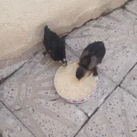 ۶عددجوجه برهمااصیل ۲ونیم ماهه