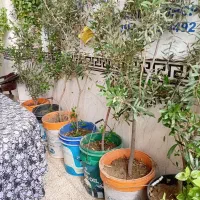 نهال زیتون