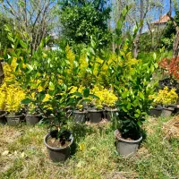 یاس هلندی ، شمشاد طلایی  سطل ۳/۵