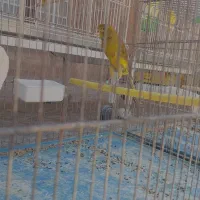 قناری سبز رسمی بلند